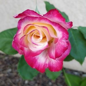 Meet your Posher, Jillian